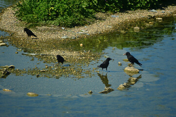 A murder of crows look for food at the edge of a sandy river bank
