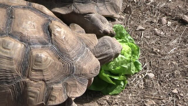 tortue terrestre prenant son repas, en gros plan