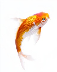 the Koi fish, portrait view, white copy space on right, Isolated on white Background