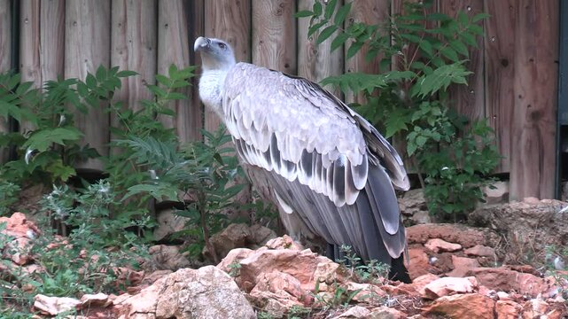 vautour africain, en gros plan, dans un parc animalier