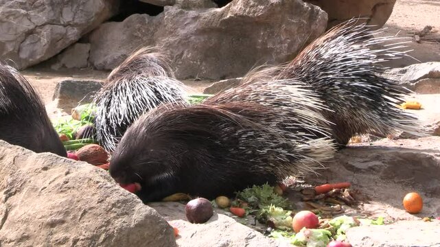 gros plan sur des porcs-&eacute;pics prenant leur repas dans un parc animalier