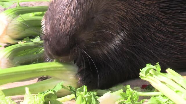 gros plan sur un porc-&eacute;pic prenant son repas dans un parc animalier