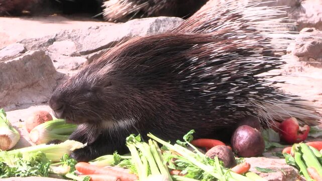 gros plan sur un porc-&eacute;pic prenant son repas dans un parc animalier