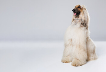 Dog of Afghan Hound breed on gray background. Free space for text. Wide angle horizontal wallpaper...