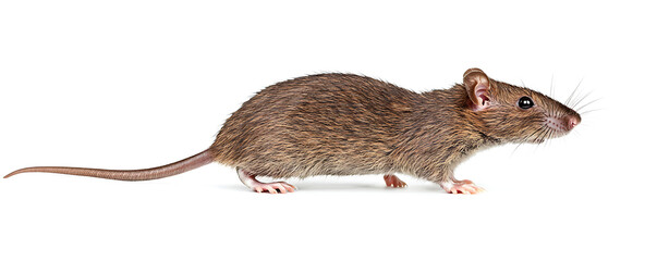 Brown rat isolated on white background