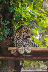 A charming jaguar is resting between the trees. Chandigarh Chhatbir Zoo, India