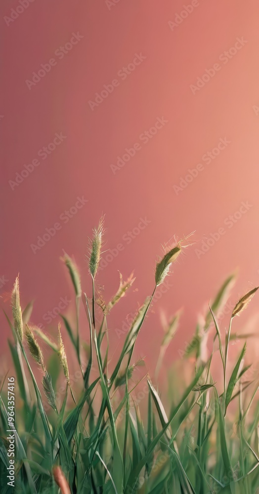 Poster a close-up view of a field of tall grass with green blades and small white flowers, set against a gr