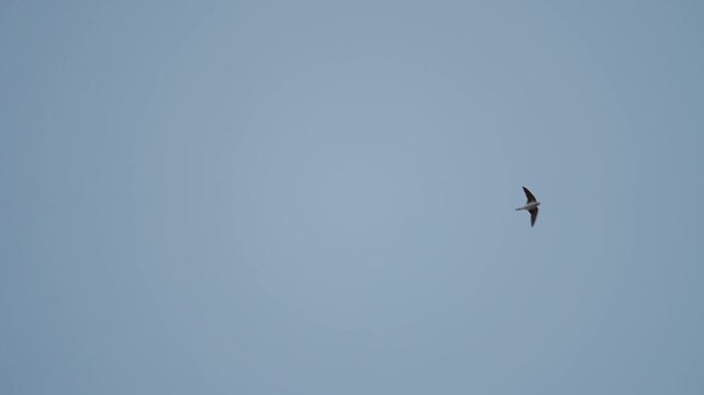 Viele Mehlschwalben fliegen blauer Himmel