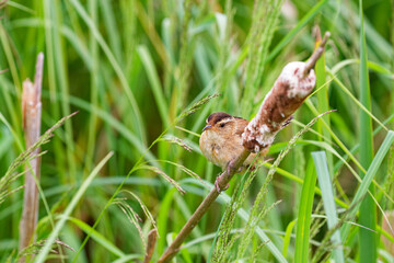 Fototapeta premium The marsh wren (Cistothorus palustris). Small North American songbird in his natural environment.