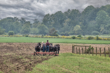 Amish farmers till soil in late sumer
