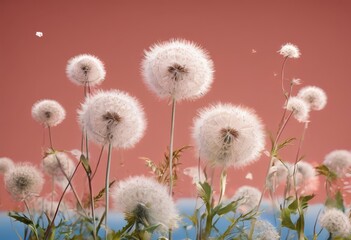 Obraz premium A field of dandelions with white fluffy seed heads against a pink and blue gradient background.