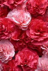 A close-up view of a vibrant bouquet of pink and red carnations, showcasing their delicate petals and lush foliage.