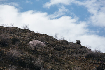 gorge of basalt columns, basalt mountains in Armenia, symphony of stones