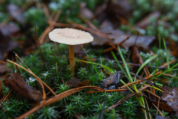 mushroom on the moss