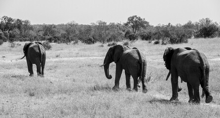 The African bush elephant, Loxodonta africana, also known as the African savanna elephant. Kruger Park Big five Safari