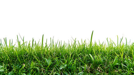 Sport field green grass isolated on white background