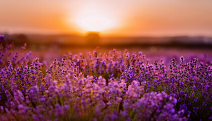 Fototapeta premium Lavender garden, soft afternoon glow. Field of aromatic purple flowers. Beautiful natural landscape