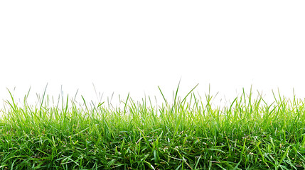 Fototapeta premium Sport field green grass isolated on white background