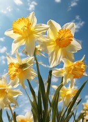Fototapeta premium A cluster of vibrant yellow daffodils with orange centers blooms against a clear blue sky with scattered clouds.