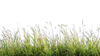 Fototapeta premium Sport field green grass isolated on white background