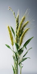 Fototapeta premium A bouquet of wheat stalks with green leaves and yellow grains against a gray background.