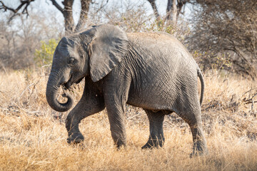 The African bush elephant, Loxodonta africana, also known as the African savanna elephant. Kruger...