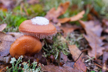 frozen mushroom in the forest