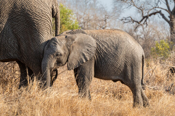 The African bush elephant, Loxodonta africana, also known as the African savanna elephant. Kruger...