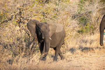 The African bush elephant, Loxodonta africana, also known as the African savanna elephant. Kruger Park Big five Safari