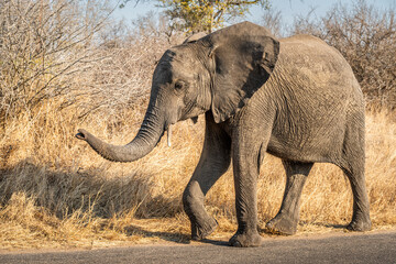 The African bush elephant, Loxodonta africana, also known as the African savanna elephant. Kruger...