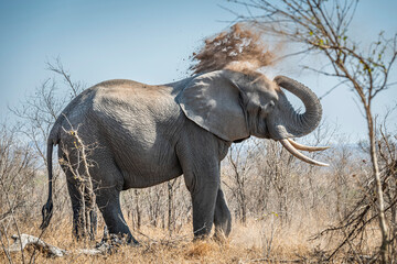 The African bush elephant, Loxodonta africana, also known as the African savanna elephant. Kruger...