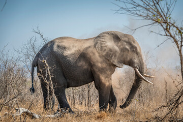 The African bush elephant, Loxodonta africana, also known as the African savanna elephant. Kruger...