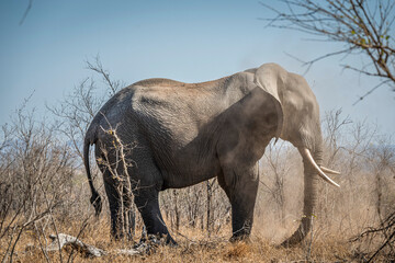 Fototapeta premium The African bush elephant, Loxodonta africana, also known as the African savanna elephant. Kruger Park Big five Safari