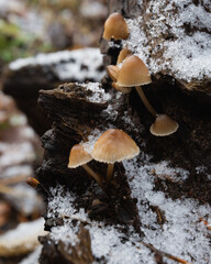 mushrooms under snow