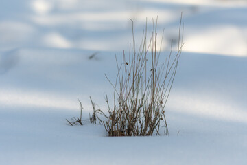 grass in snow