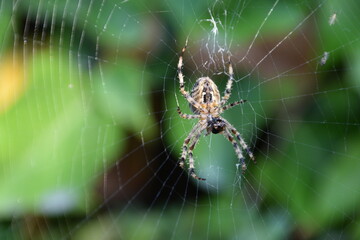 Spinne im Netz mit Beute