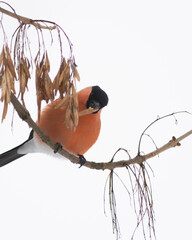 bird eating on a tree
