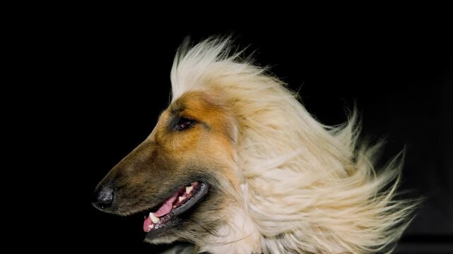 shaggy dog with a lush long coat on a black background. concept of grooming, hair care.