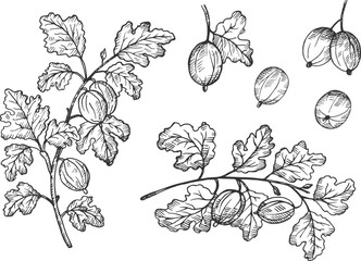 Vector set with Gooseberry drawing on isolated background. Hand drawn engraved ink drawing of berry harvest, branches and fruits of sweet gooseberries for label, logo, paper, design, sign, card