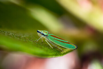 Macro photo of a beautiful rhododendron leafhopper seen from the side on a green leaf