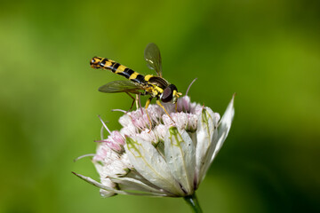 Macro photo of a beautiful long hoverfly sitting on an astrantia flower