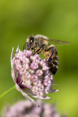 Macro photo of a honey bee sucking nectar and pollen on an astrantia flower