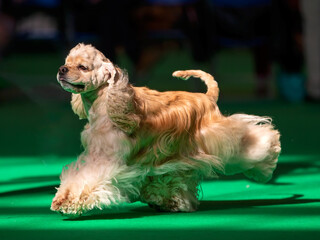 Golden color American Cocker Spaniel  at a dog show