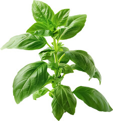 fresh basil isolated on white background, Thai basil png no background isolated on transparent
