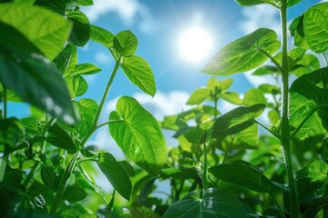 Obraz premium Sunlight Shining Through Green Leaves of Plants in a Lush Garden on a Bright, Clear Day, Capturing the Vibrant Essence of Nature and Growth
