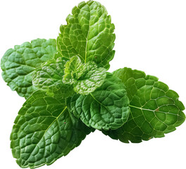 mint leaves isolated on white background, Mint leaves png no background isolated on transparent