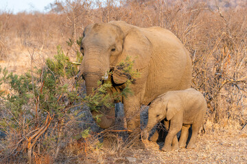 The African bush elephant, Loxodonta africana, also known as the African savanna elephant. Kruger...