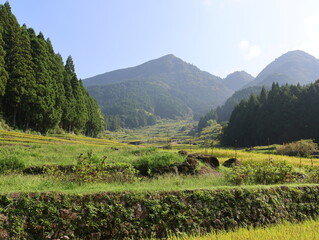 四谷千枚田、夏の早朝の風景