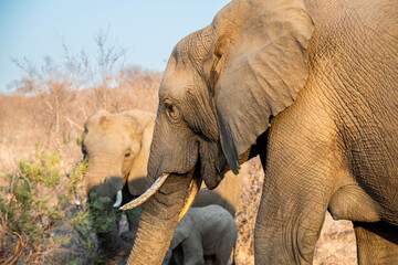 The African bush elephant, Loxodonta africana, also known as the African savanna elephant. Kruger...