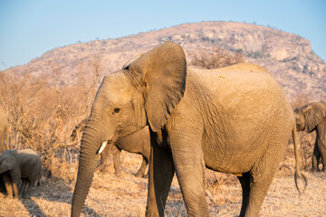The African bush elephant, Loxodonta africana, also known as the African savanna elephant. Kruger...